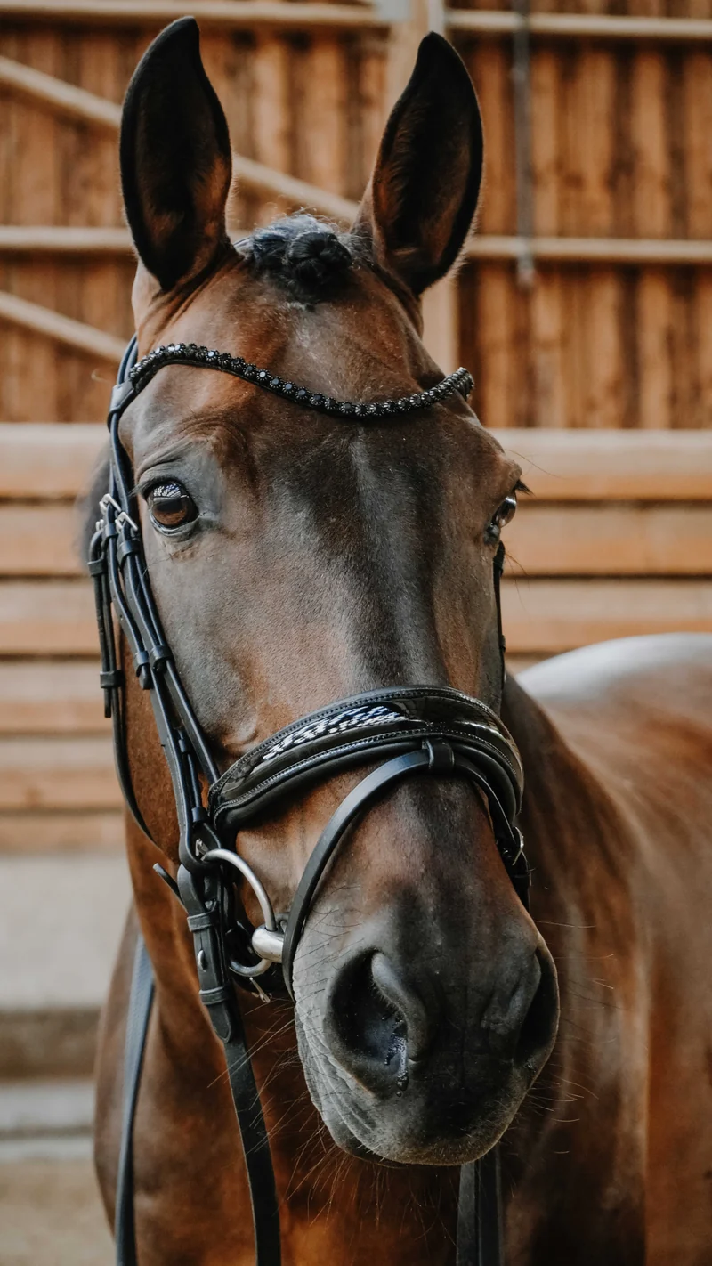 Bridon NORTON - Royal